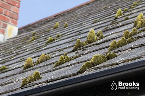 Remove moss and algae with our roof top cleaning